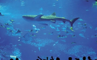 沖縄美ら海水族館